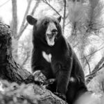 The Paper Bear Opens At The Florida Film Festival