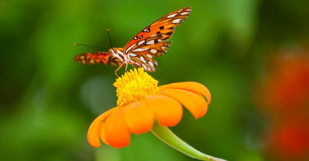 Make a Difference SoWal – Create Wildlife Habitat in Your Backyard!