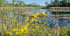 Volunteer Opportunities in South Walton