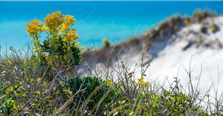 Escape the Crowds: Discover Fall On Scenic 30A