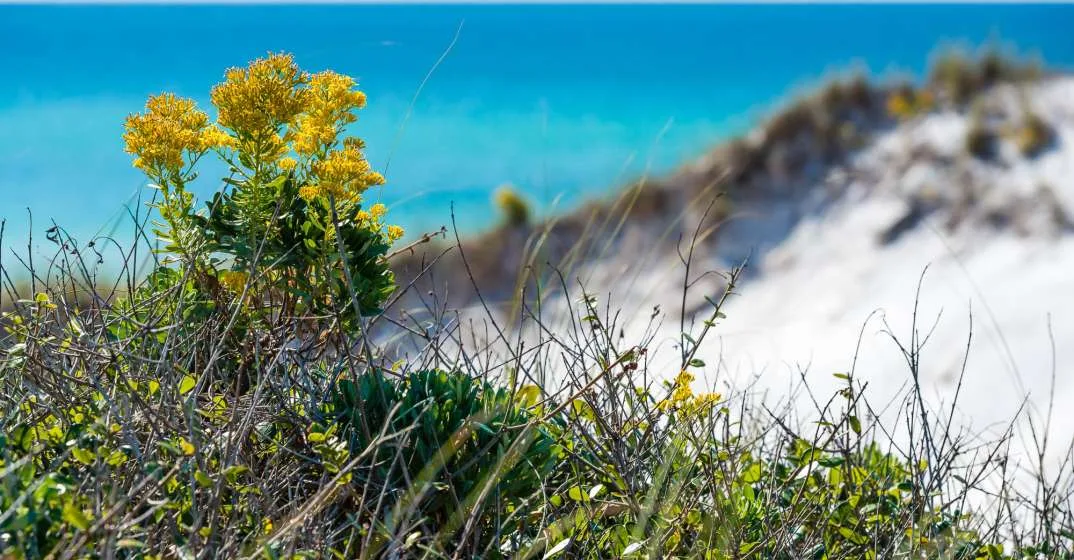 Escape the Crowds: Discover Fall On Scenic 30A