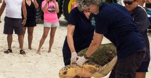 Rescued Loggerhead Sea Turtle Returns to the Gulf