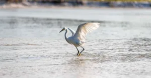 Share The SoWal Shore With Sea Turtles And Shorebirds