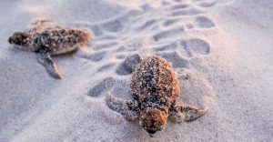 Sea Turtle Season Spans South Walton Summer