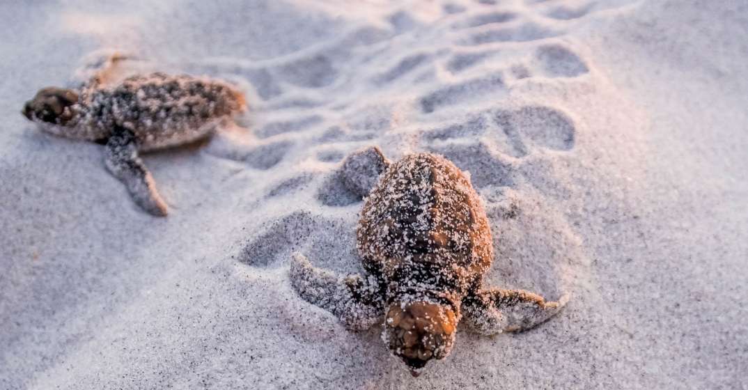 Sea Turtle Season Spans South Walton Summer