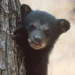 Bears In Unexpected Places In Walton County, Florida