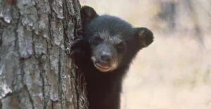 Bears In Unexpected Places In Walton County, Florida