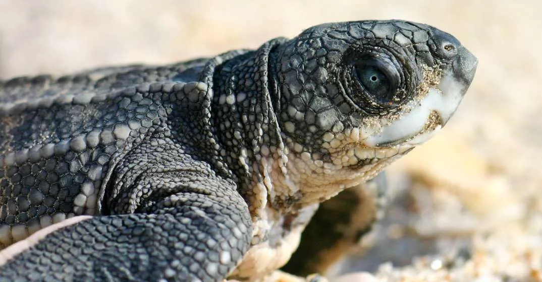 South Walton Sea Turtle Season Underway