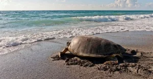 Help Sea Turtles by Keeping SoWal Beaches Clean & Dark