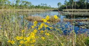 Volunteer Opportunities in South Walton