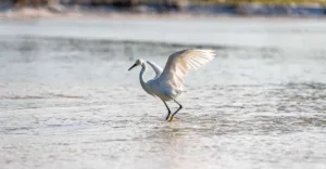 Share The SoWal Shore With Sea Turtles And Shorebirds