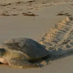 South Walton Sea Turtle Season Begins May 1st And Spans The Summer