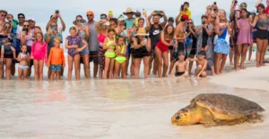 Crystal Clear Waters Welcome Home Seven Sea Turtles