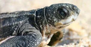 South Walton Sea Turtle Season Underway