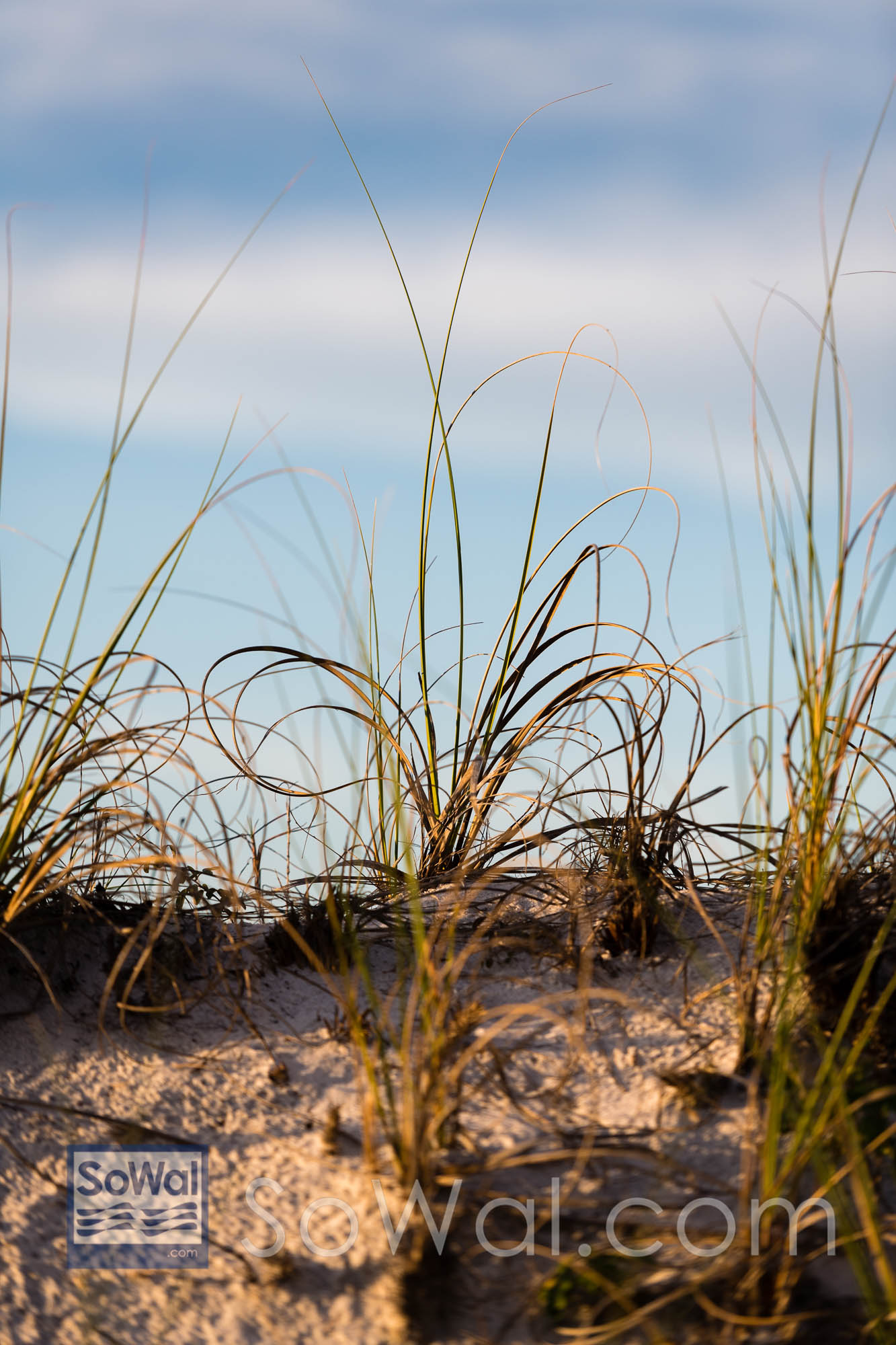 Scenic coastal dune lake at sunset